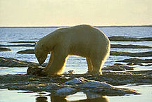 216px-Polar_bear_Olsen,_Dave.jpg