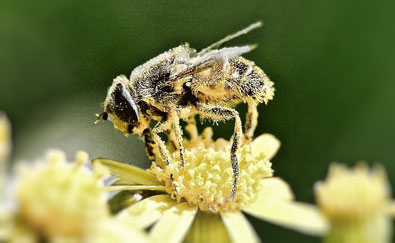 abejas-desaparicion1.jpg