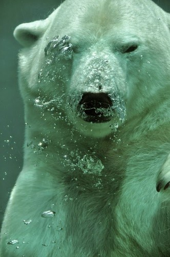 oso-polar-bajo-agua-buceando.jpg