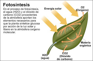 fotosíntesis.jpg