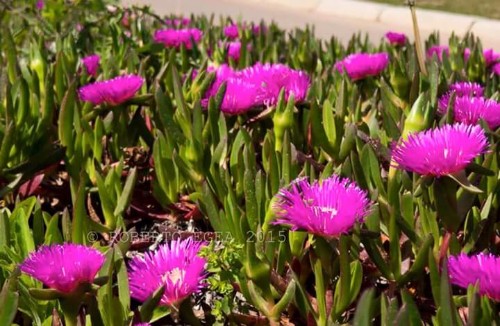 flores_carpobrotus2.jpg